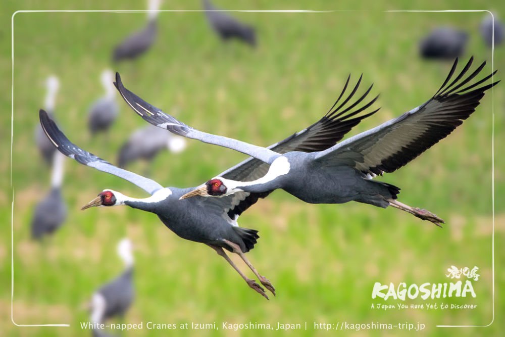 Wild cranes in flight at Izumi, Kagoshima, Japan