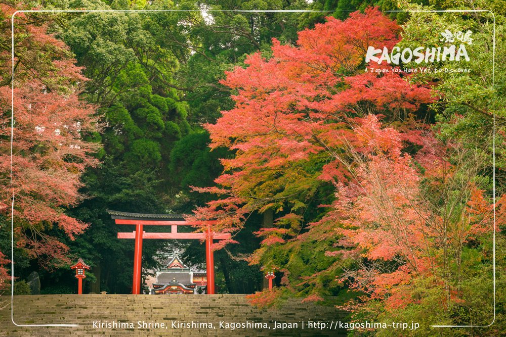 Autumn leaves at Kirishima Shrine, Kagoshima, Japan