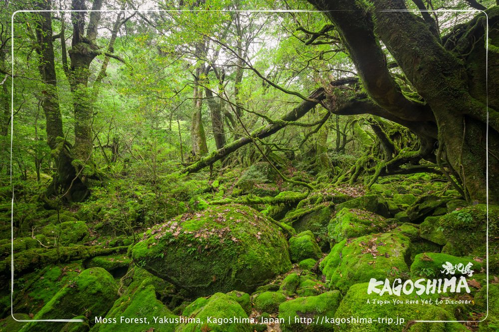 Yakushima Island, Kagoshima, Japan